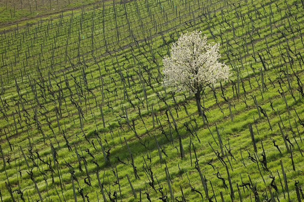 Agriturismo Buondonno Castellina in Chianti Dış mekan fotoğraf